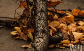 Снесённые крыши, отсутствие света: власти Кузбасса рассказали об итогах непогоды