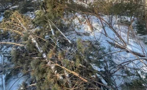 В Кузбассе неизвестные уничтожили 11 сосен на 28 тысяч рублей 