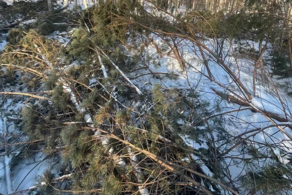 В Кузбассе неизвестные уничтожили 11 сосен на 28 тысяч рублей 