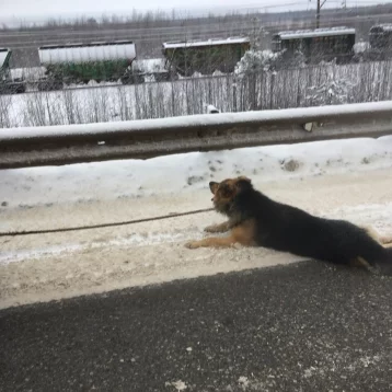 Фото: В Соликамске мужчина привязал собаку к машине и волок её по земле 1