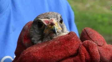 Фото: В Кузбассе спасли хищную птицу, которая залетела в квартиру и травмировалась 1