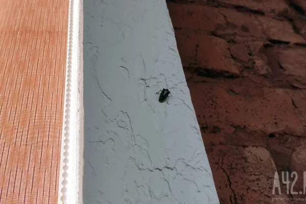 Полчища клопов-вонючек атаковали жителей Краснодарского края