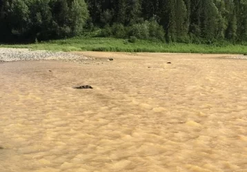 Фото: Загрязнение реки Кия остановлено после вмешательства Сергея Цивилёва 1