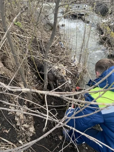 Фото: В Новокузнецке спасатели помогли застрявшей в металлической сетке собаке 2