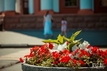 Фото: В Кемерове высадили почти 200 000 цветов 1