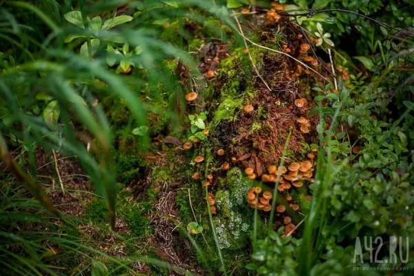 В российском регионе ввели режим повышенной готовности из-за медведей