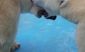 В Геленджике поцеловались белые медведи Командор Седов и Серёжка