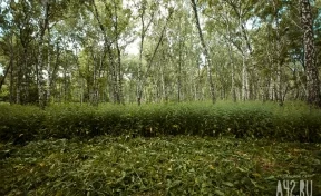 Ушёл в лес и не вернулся: в Кузбассе пропал 92-летний грибник