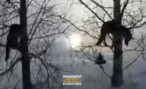 Кузбассовец обнаружил убитых собак на деревьях: полиция начала проверку