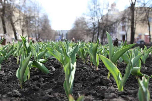 В Кемерове на клумбах взошли первые тюльпаны
