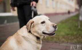 В Красногорске отравили десятки собак, ветеринары рассказали об одинаковых симптомах