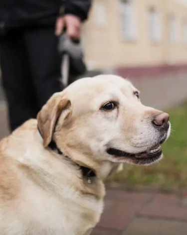 В Красногорске отравили десятки собак, ветеринары рассказали об одинаковых симптомах