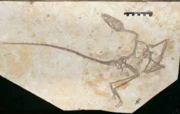 Фото: Палеонтологи нашли в Китае неизвестный вид летающих динозавров 1