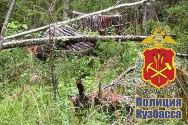 В Кузбассе предприниматель вырубил деревья на 400 000 рублей