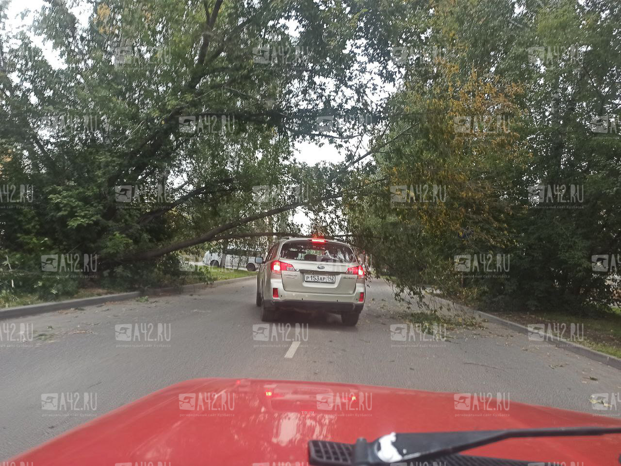 В Кемерове на машину упало дерево