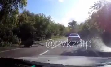 Фото: В Кузбассе машина сбила лося, опубликовано видео с места ДТП 1