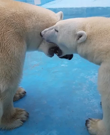 Фото: В Геленджике поцеловались белые медведи Командор Седов и Серёжка 1