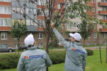 Фото: В Петербурге коммунальщики «оживили» засохшие деревья при помощи скотча 1