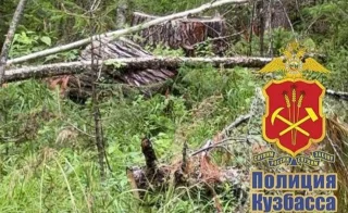 В Кузбассе предприниматель вырубил деревья на 400 000 рублей