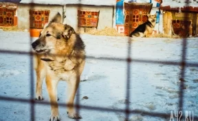 В Кузбассе введён карантин из-за случая бешенства