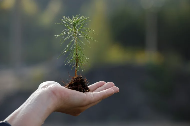 Фото: «Кузбассразрезуголь» в 2023 году высадил в Кемеровской области более 1,5 млн деревьев и кустарников 2