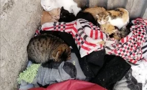 «Выкинули как мусор»: в Новокузнецке из окна квартиры выбросили около 30 кошек