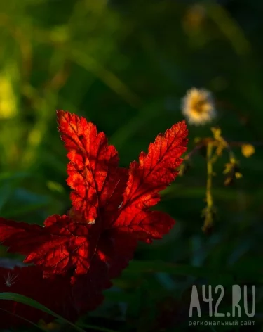 Фото: A42.RU