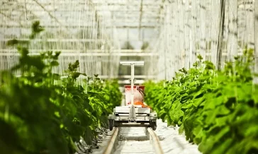 Фото: Тепличные овощи и зелень в Кузбассе будут выращивать по бережливым технологиям 2