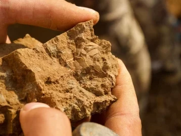 Фото: В Кузбассе учёные обнаружили фрагмент яйца динозавра возрастом 125 млн лет 1