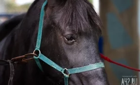 В Кузбассе четырёхлетнего мальчика сбила лошадь
