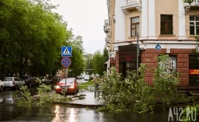 В центре Кемерова спилят аварийные деревья 