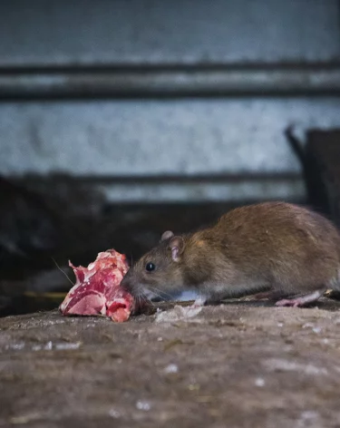 Кемеровчане пожаловались на полчища крыс в элитном ЖК