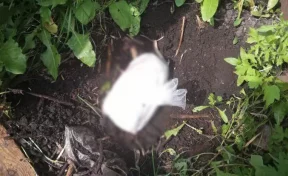 В Кузбассе вынесли приговор группе наркоторговцев, называвших наркотики «гусями»