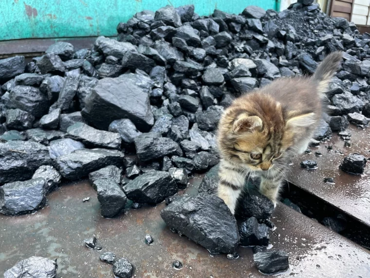 Фото: «Разрез Кийзасский» начал ежегодное выделение угля городу Мыски 4