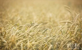 Сергей Цивилёв: кузбасские аграрии должны собрать весь урожай с полей до 20 октября