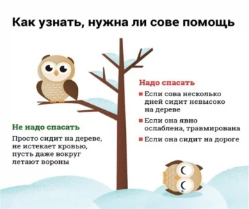 Фото: Кузбассовцам объяснили, нужно ли спасать прилетающих из леса в город сов 2