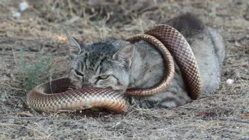 Фото: Власти Австралии планируют уничтожить два миллиона диких кошек 1