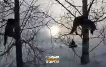 Фото: Кузбассовец обнаружил убитых собак на деревьях: полиция начала проверку 1