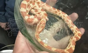 Жительница Москвы обнаружила у себя в ванной змею 