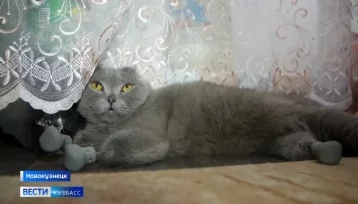 Фото: В Новокузнецке ищут новый дом кошке с протезами вместо лап 1