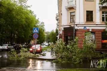 Фото: В центре Кемерова спилят аварийные деревья  1