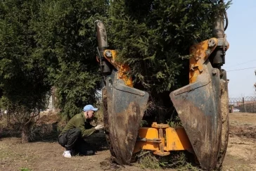 Фото: В Кемерове выкопали взрослые ели на улице Гагарина для переноса на новое место 2