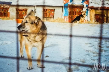 Фото: В Кузбассе введён карантин из-за случая бешенства 1