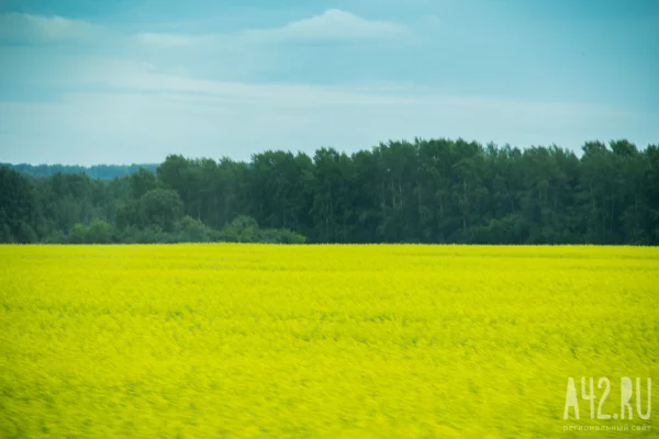Суд обязал кузбассовца вернуть незаконно арендованные земли муниципалитету
