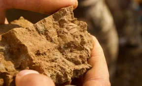 В Кузбассе учёные обнаружили фрагмент яйца динозавра возрастом 125 млн лет