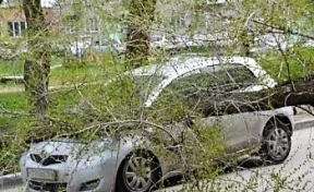 Кемеровчанка отсудила 260  000 рублей на ремонт иномарки, повреждённой упавшим деревом