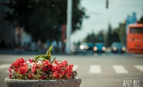Городские цветы: Кемерово украсят миллионом бархатцев и петуний
