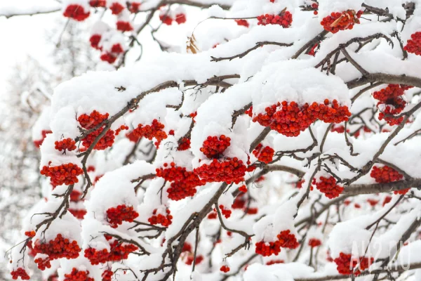 Почти весна: в Кузбассе на неделе резко потеплеет до +2