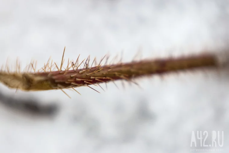 Фото: Весна на паузе: когда снег ещё держится 27