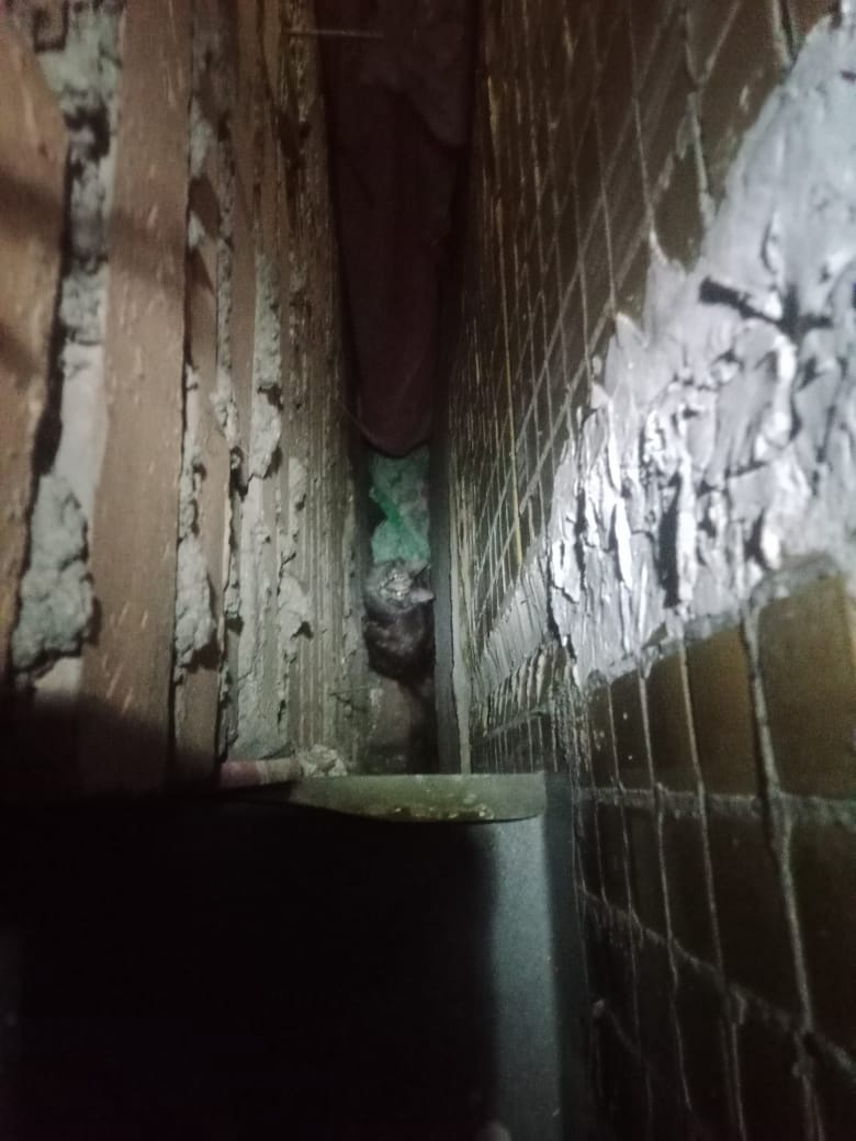 В Кузбассе между пристройкой и домом застряла кошка: понадобилась помощь спасателей